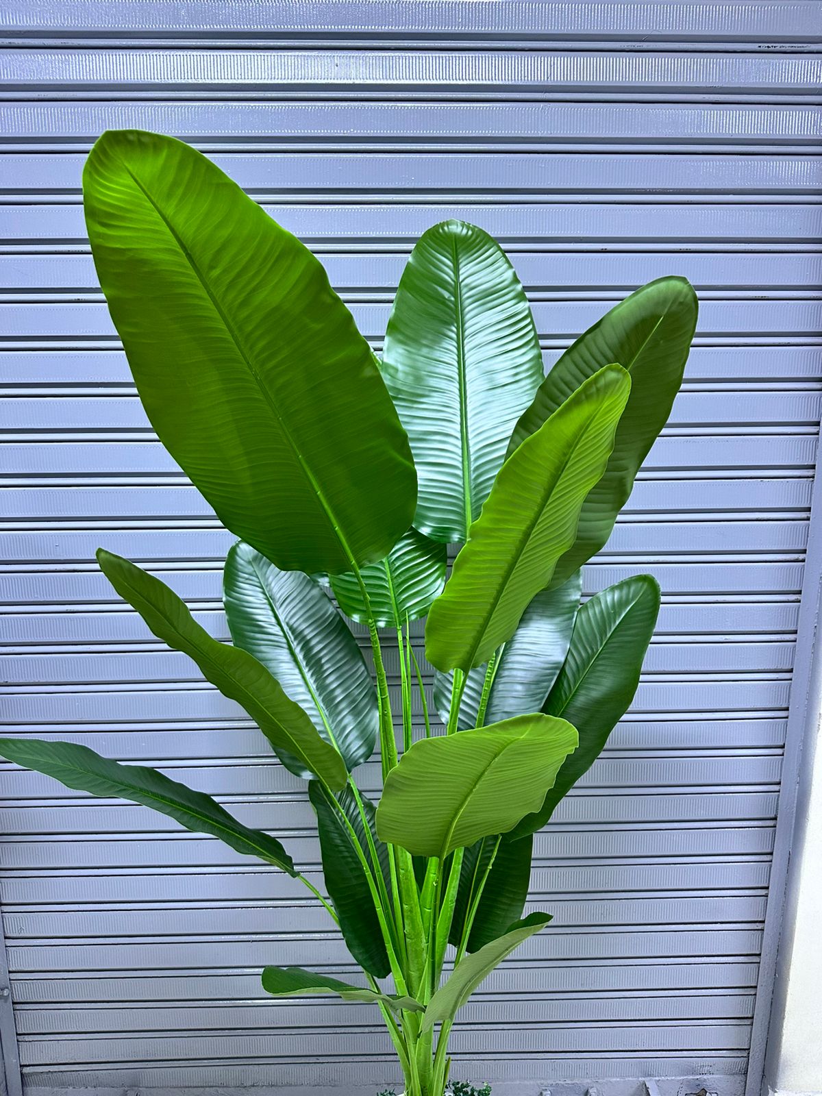 Planta viajera x 16 hojas | Maceta Circular de Fibra de vidrio | 200cm